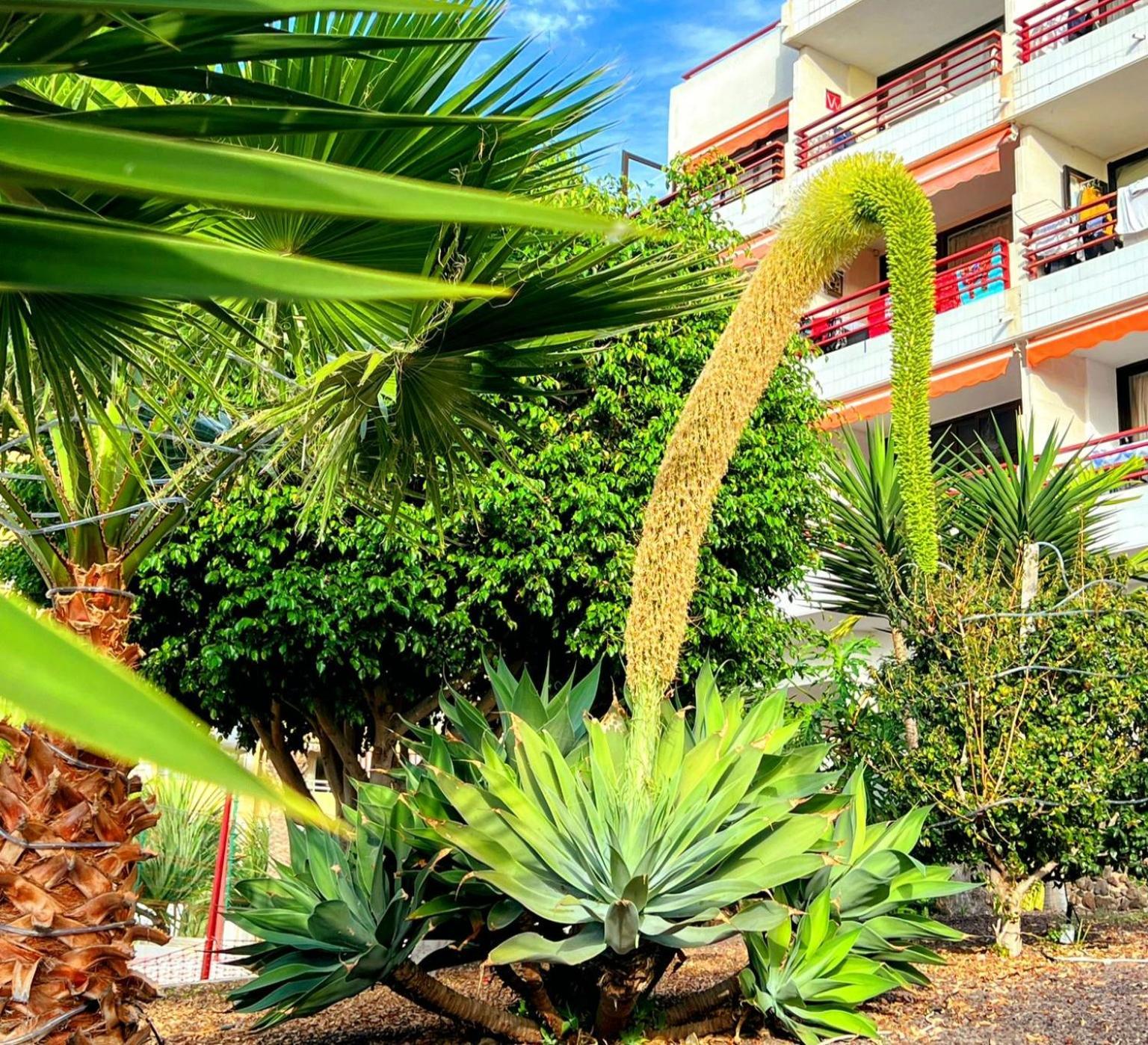 Paulmarie Apartment In Olympia Playa de las Americas  Eksteriør bilde