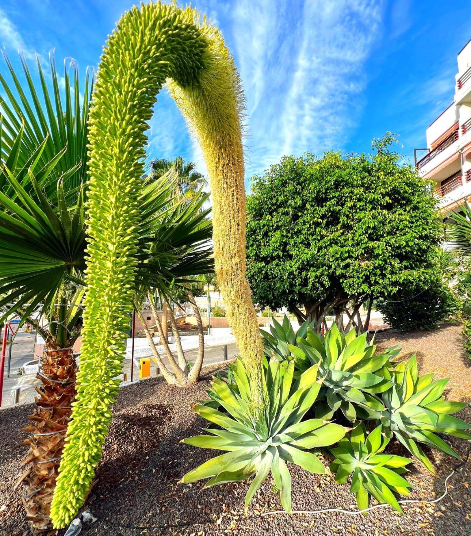 Paulmarie Apartment In Olympia Playa de las Americas  Eksteriør bilde